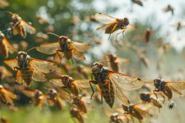 Copertina di E’ l’allarme per il “Cicadageddon”: “Migliaia di miliardi di cicale in arrivo. Come se un’intera specie aliena vivesse sotto terra e venisse fuori a salutarci”
