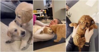 Copertina di “Il puppy yoga è illegale, i cuccioli di cane non possono essere sfruttati così”: la decisione del Ministero della Salute dopo le denunce degli animalisti