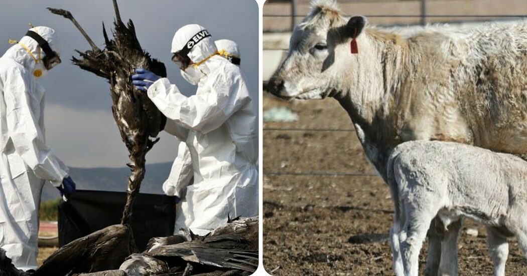 L’aviaria nei bovini in Usa “circolava da mesi”, il mistero dell’infezione umana e il genoma virale sequenziato