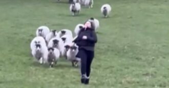 Copertina di Viene inseguita da un gregge di 37 pecore e 2 arieti mentre passeggia tra i prati: la scena esilarante è virale – VIDEO