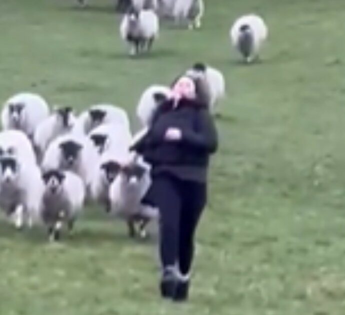 Viene inseguita da un gregge di 37 pecore e 2 arieti mentre passeggia tra i prati: la scena esilarante è virale – VIDEO