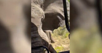 Copertina di Elefante attacca un gruppo di turisti durante un safari e uccide una donna: il video registrato pochi istanti prima dell’assalto