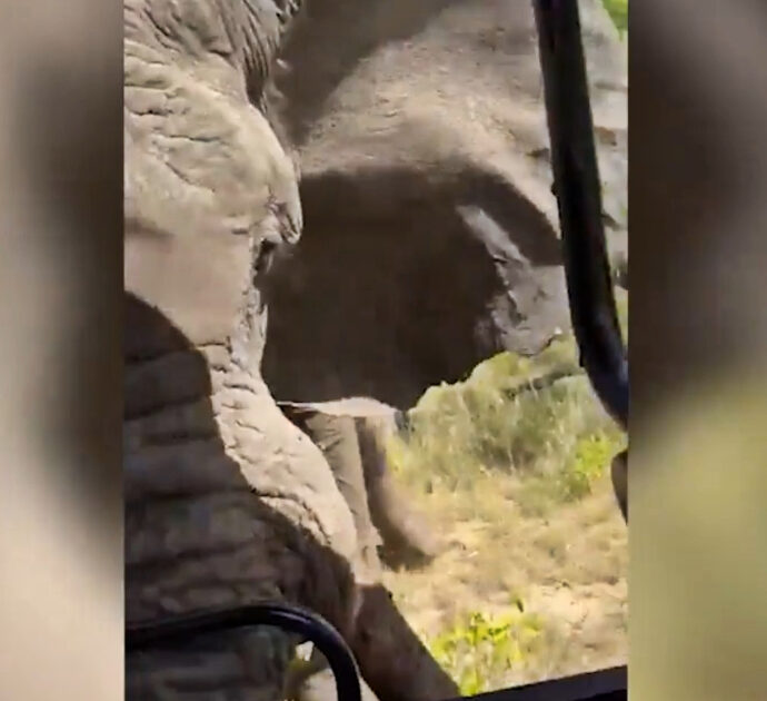 Elefante attacca un gruppo di turisti durante un safari e uccide una donna: il video registrato pochi istanti prima dell’assalto