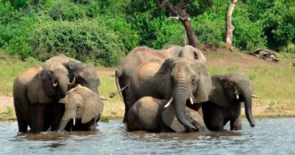 Copertina di “Invieremo in Germania 20mila elefanti”: ecco perché il presidente del Botswana minaccia Berlino