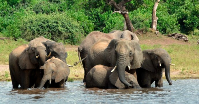 “Invieremo in Germania 20mila elefanti”: ecco perché il presidente del Botswana minaccia Berlino
