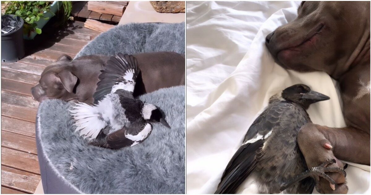 “Ridateci Molly!” La straziante storia della gazza strappata dalla sua famiglia umana e canina