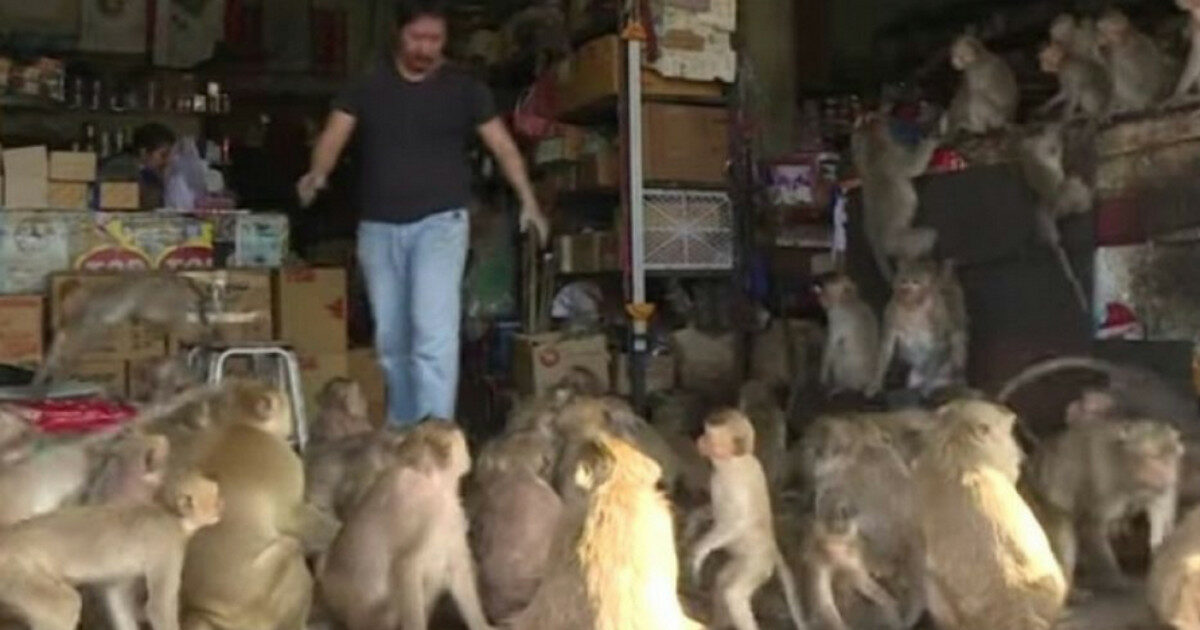 I macachi rubano oggetti ai turisti e “possono diventare pericolosi”: la decisione di metterli in un recinto perché “nessuno si faccia male”