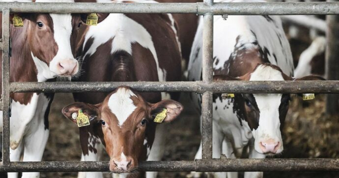 Danimarca, contro le emissioni arriva la tassa per gli allevatori sulle flatulenze del bestiame: fino a cento euro per ogni tonnellata di CO2