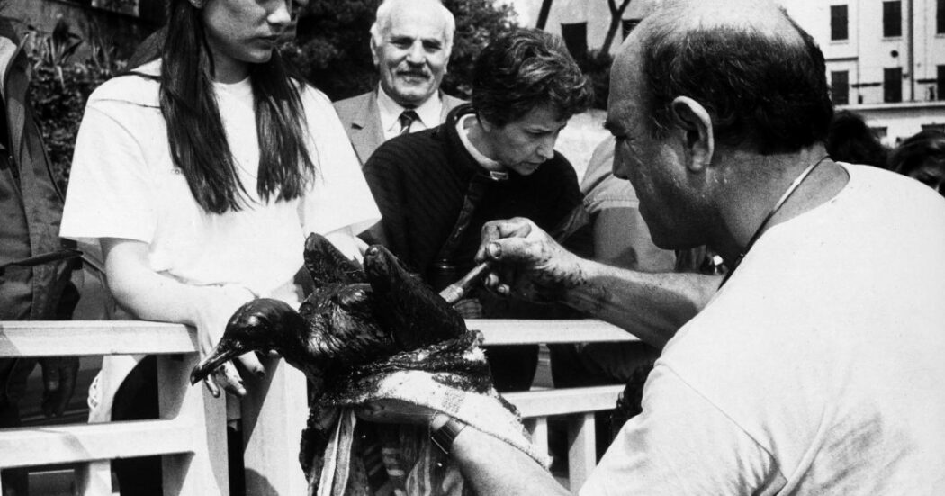 Il disastro della petroliera Haven nel golfo di Genova: dagli animali nel catrame alle bonifiche, cosa accadde