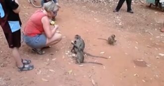 Copertina di “Ho bisogno di queste scimmie”, Youtuber maltrattano i piccoli animali per racimolare soldi e visualizzazioni