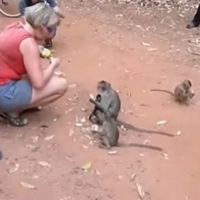 “Ho bisogno di queste scimmie”, Youtuber maltrattano i piccoli animali per racimolare soldi e visualizzazioni