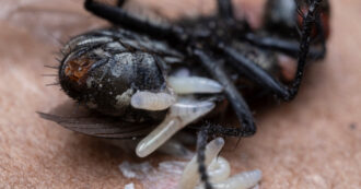 Copertina di Scatta l’allarme per l’invasione di mosche carnivore: “Attaccano gli animali domestici ma anche l’uomo, causano infezioni dolorose e potenzialmente letali””