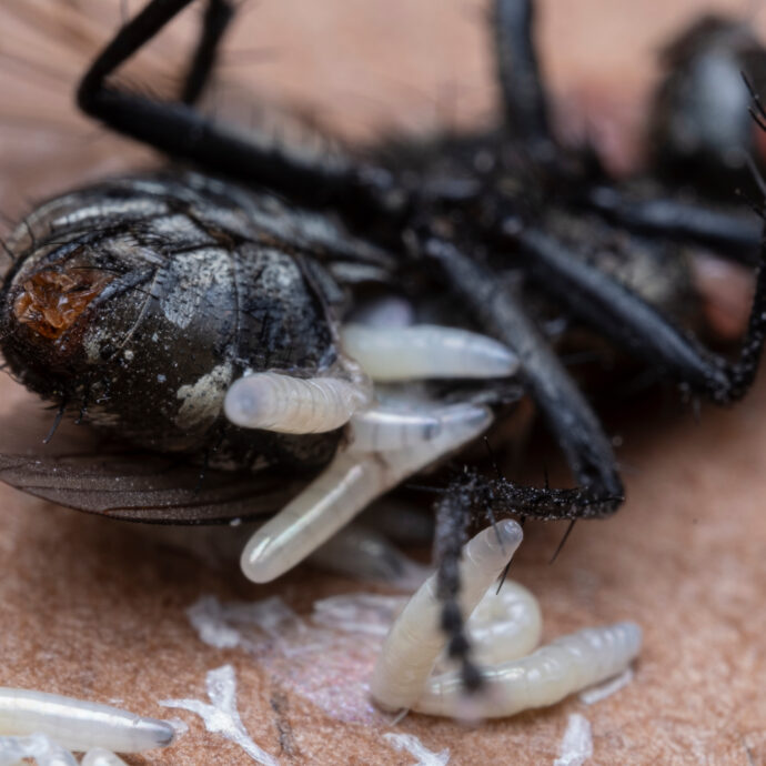 Scatta l’allarme per l’invasione di mosche carnivore: “Attaccano gli animali domestici ma anche l’uomo, causano infezioni dolorose e potenzialmente letali””