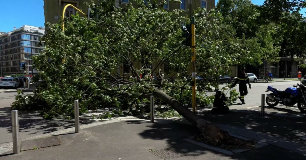 Forti raffiche di vento a Milano, alberi sradicati e rami sulle auto in sosta: disagi nel capoluogo lombardo – Video