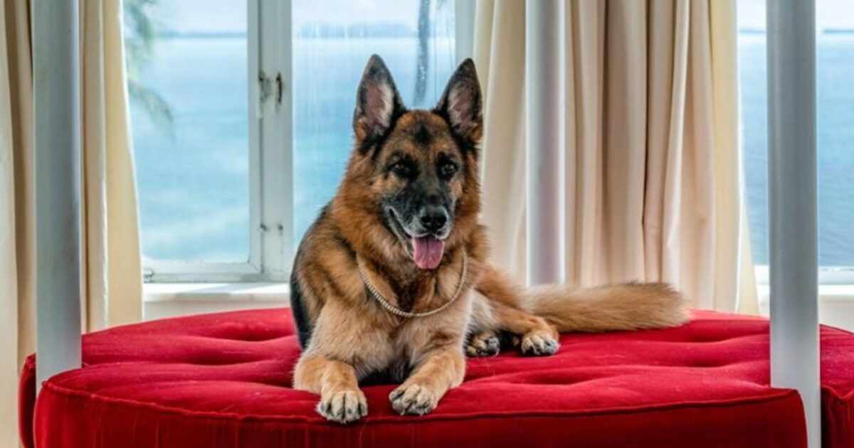 Il cane più ricco del mondo adotta un altro cane: la storia di Cindy, salvata da una vita di maltrattamenti