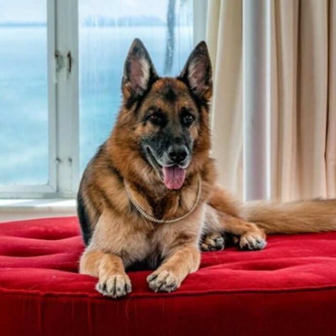 Il cane più ricco del mondo adotta un altro cane: la storia di Cindy, salvata da una vita di maltrattamenti