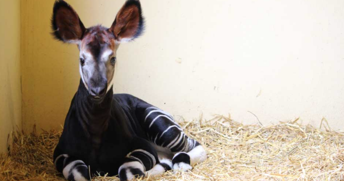 E’ nato un okapi allo zoo di Falconara Marittima: così questo cucciolo di “giraffa della foresta” può salvare la specie dall’estinzione