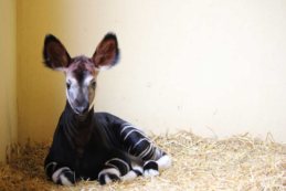 Copertina di E’ nato un okapi allo zoo di Falconara Marittima: così questo cucciolo di “giraffa della foresta” può salvare la specie dall’estinzione
