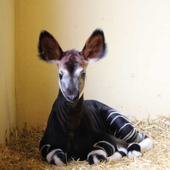 E’ nato un okapi allo zoo di Falconara Marittima: così questo cucciolo di “giraffa della foresta” può salvare la specie dall’estinzione
