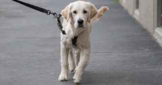 Copertina di Cane rubato restituito alla bimba disabile. Il padre commosso: “Mi hanno detto ‘siamo ladri, ma onesti'”