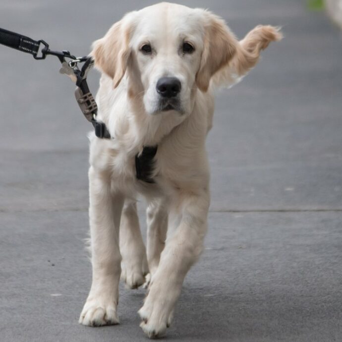 Donna muore in montagna, il suo cane veglia il corpo per tutto il giorno e fa ritrovare il corpo