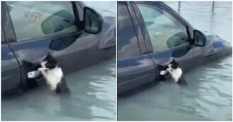 Copertina di Un gattino si aggrappa alla portiera di un’auto per sopravvivere alla furia dell’acqua: il commovente salvataggio durante l’alluvione di Dubai