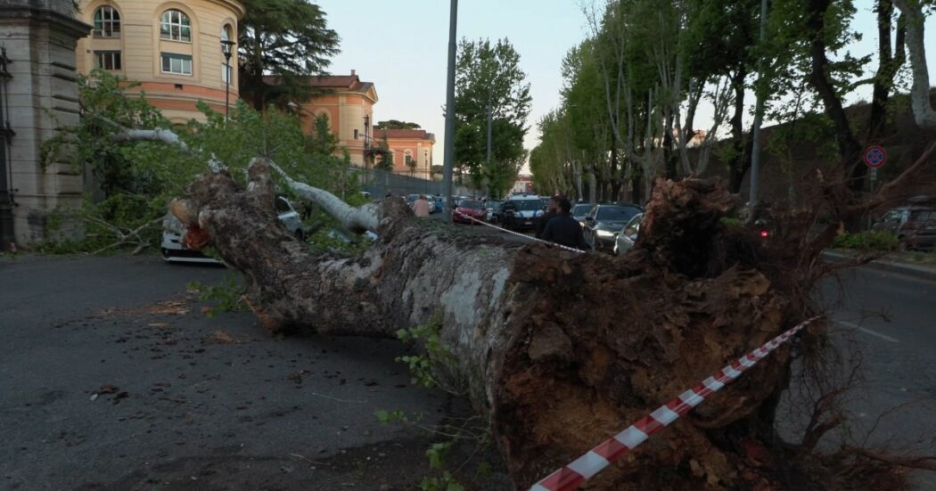Roma, crolla un platano davanti al Policlinico Umberto I: danni alle auto in sosta – Le immagini