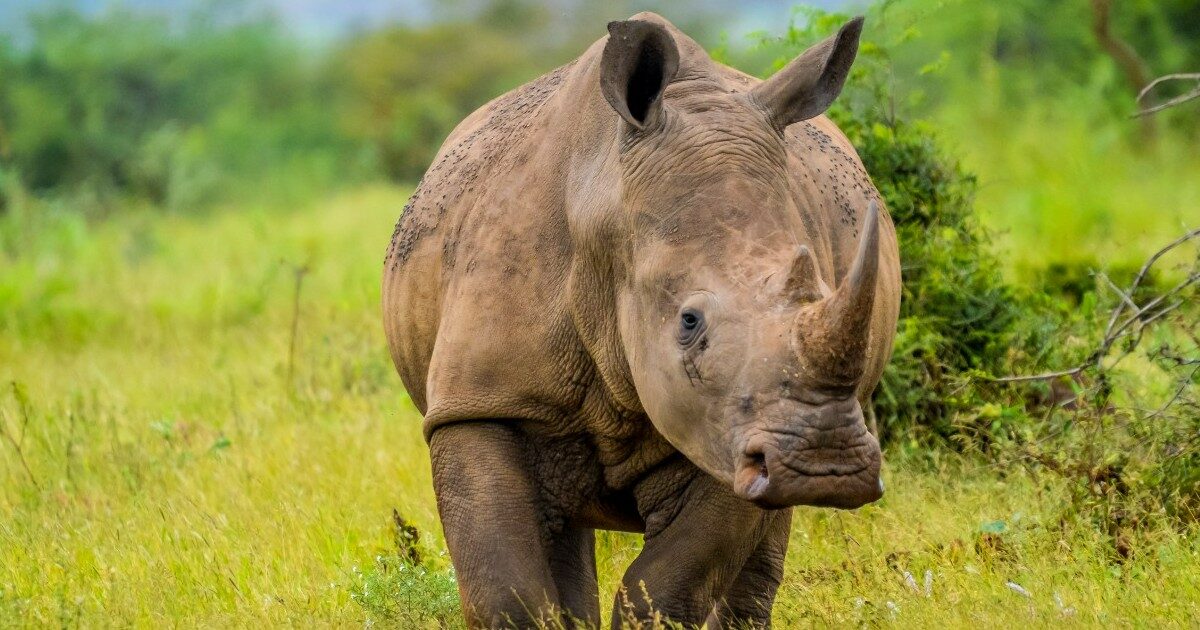 Rinoceronte s’infuria