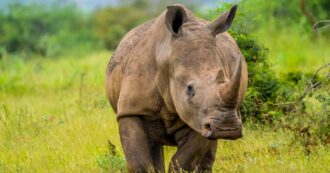 Copertina di Rinoceronte s’infuria e attacca una jeep piena di turisti che facevano un safari: “Ha iniziato a correre e ci ha colpito, l’auto si è ribaltata”