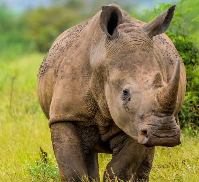 Rinoceronte s’infuria e attacca una jeep piena di turisti che facevano un safari: “Ha iniziato a correre e ci ha colpito, l’auto si è ribaltata”