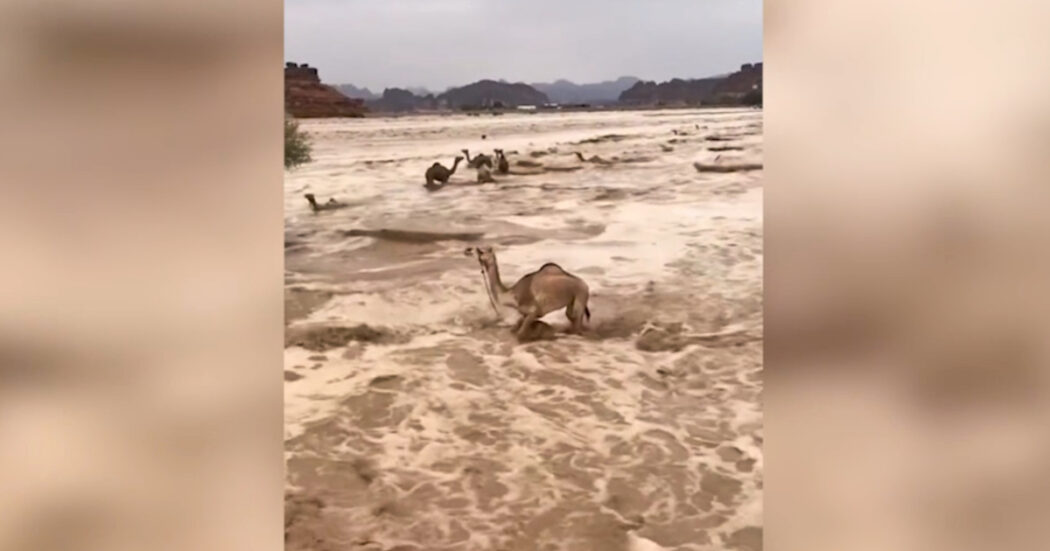 Il deserto allagato e percorso da fiumi d’acqua: la forza della corrente trascina con sé i cammelli in Arabia Saudita – Video