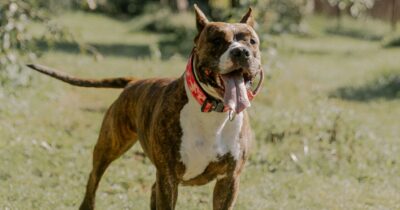 Copertina di Cani aggressivi, per me la colpa non è delle razze ma del comportamento umano