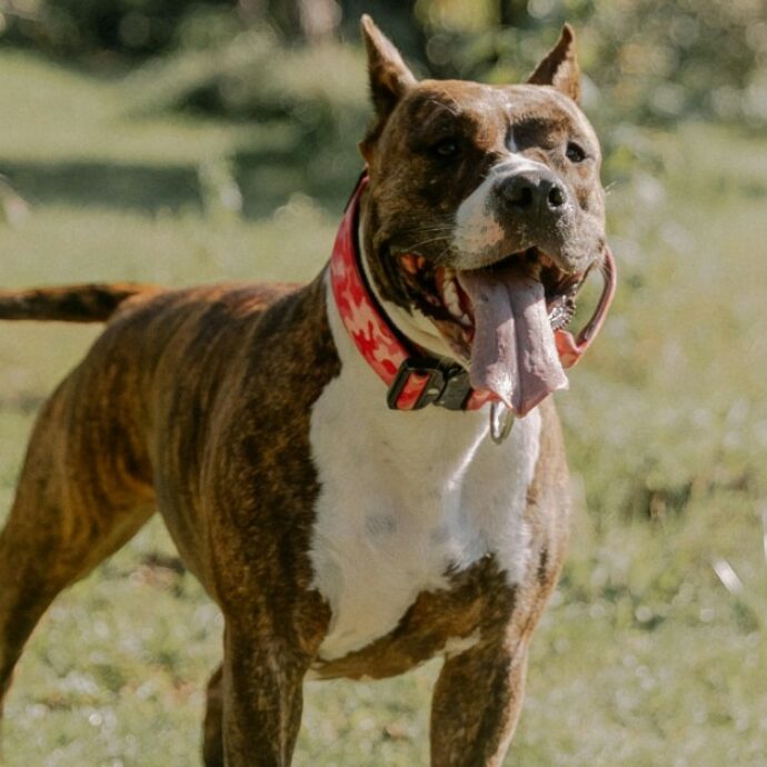 Cani aggressivi, per me la colpa non è delle razze ma del comportamento umano