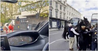 Copertina di Londra, cavalli dell’esercito britannico scappano e scatenano il caos nelle strade della città: quattro persone ferite