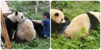 Copertina di Due panda attaccano la guardiana dello zoo: lei cerca di fuggire ma i due animali le si buttano addosso