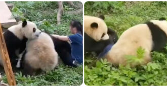 Copertina di Due panda attaccano la guardiana dello zoo: lei cerca di fuggire ma i due animali le si buttano addosso