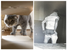 Copertina di Installa la webcam per controllare il gatto e fa una scoperta choc: il vicino di casa fa sesso nel suo letto con un altro uomo