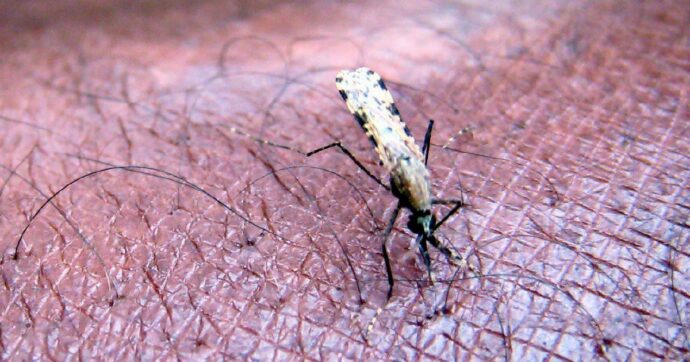 Copertina di Zanzara della malaria in Puglia dopo 50 anni