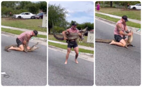 Copertina di Coccodrillo di due metri catturato in strada da un cacciatore: “Ho usato le mani e i piedi. Basta concentrarsi sull’avversario” – IL VIDEO