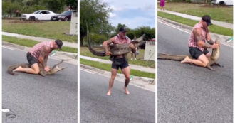 Copertina di Coccodrillo di due metri catturato in strada da un cacciatore: “Ho usato le mani e i piedi. Basta concentrarsi sull’avversario” – IL VIDEO