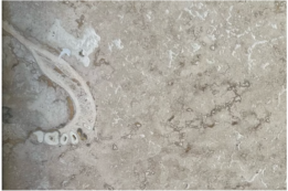 Copertina di Dentista trova una “mandibola umana” nella piastrella del pavimento, la scoperta choc: “Mi sembrava molto familiare la forma”