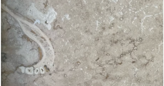 Copertina di Dentista trova una “mandibola umana” nella piastrella del pavimento, la scoperta choc: “Mi sembrava molto familiare la forma”