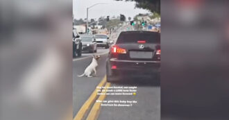 Copertina di Così un cagnolino disperato insegue l’auto del padrone che l’ha abbandonato in strada: il video straziante, poi il colpo di scena