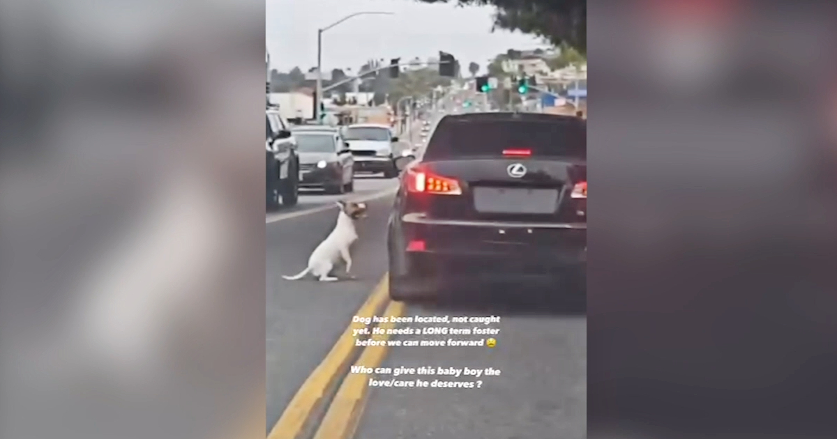 Così un cagnolino disperato insegue l’auto del padrone che l’ha abbandonato in strada: il video straziante, poi il colpo di scena
