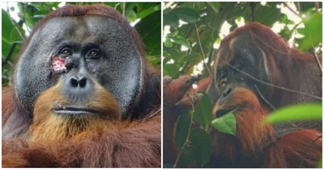 L’incredibile caso dell’orango Rakus: si ferisce ad una guancia e si cura da solo medicandosi ogni giorno con delle erbe