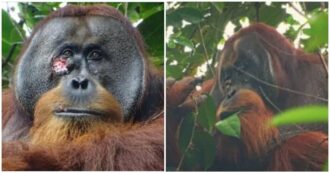 Copertina di L’incredibile caso dell’orango Rakus: si ferisce ad una guancia e si cura da solo medicandosi ogni giorno con delle erbe