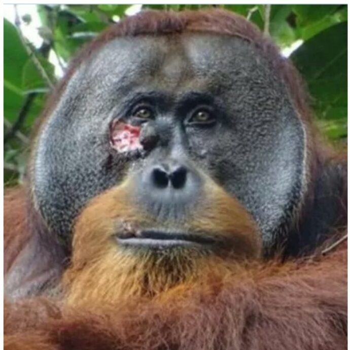 L’incredibile caso dell’orango Rakus: si ferisce ad una guancia e si cura da solo medicandosi ogni giorno con delle erbe