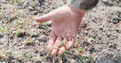 Copertina di Il caldo estremo e le conseguenze nefaste in agricoltura: i guai della maturazione precoce (anche per i vini) e le dinamiche di una filiera iniqua