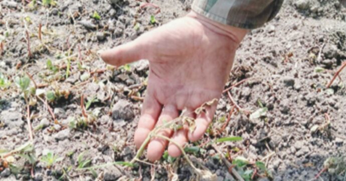Il caldo estremo e le conseguenze nefaste in agricoltura: i guai della maturazione precoce (anche per i vini) e le dinamiche di una filiera iniqua