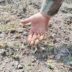 Copertina di Il caldo estremo e le conseguenze nefaste in agricoltura: i guai della maturazione precoce (anche per i vini) e le dinamiche di una filiera iniqua